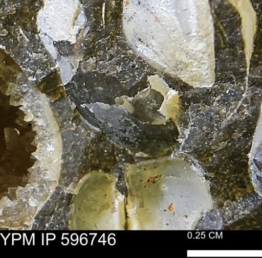 Limopsis? striatopunctatus