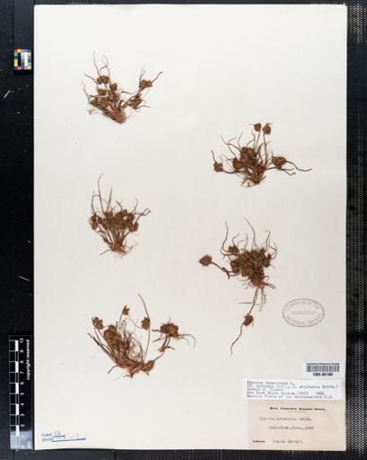 Cyperus squarrosus