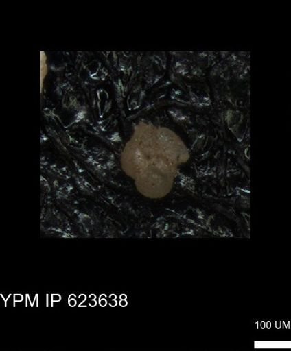 undet. Foraminiferida