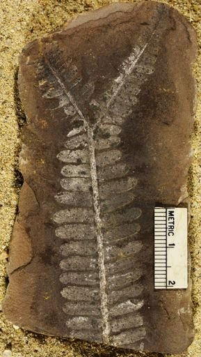 Pecopteris