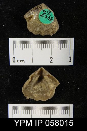 Meristella arcuata