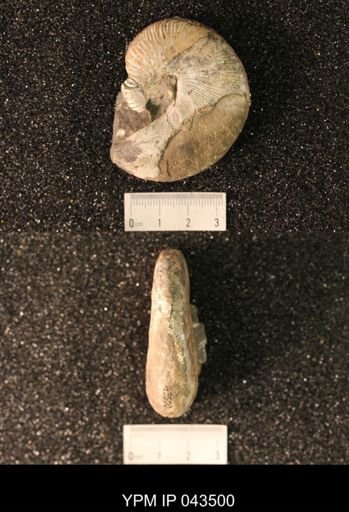 Hoploscaphites nicolletii