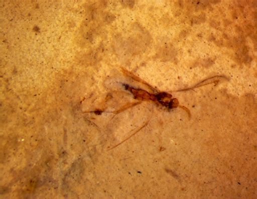undet. Diptera