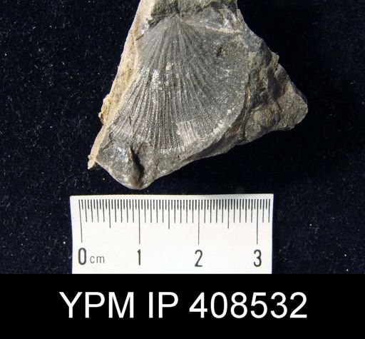 Strophonella punctulifera