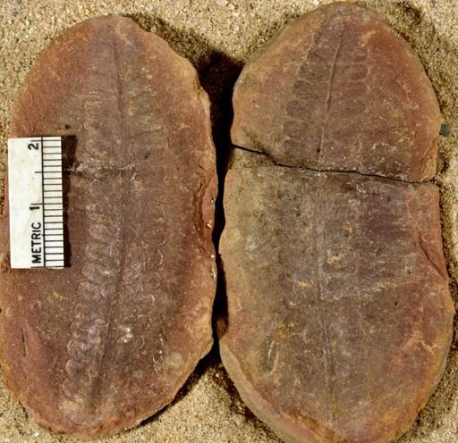 Pecopteris