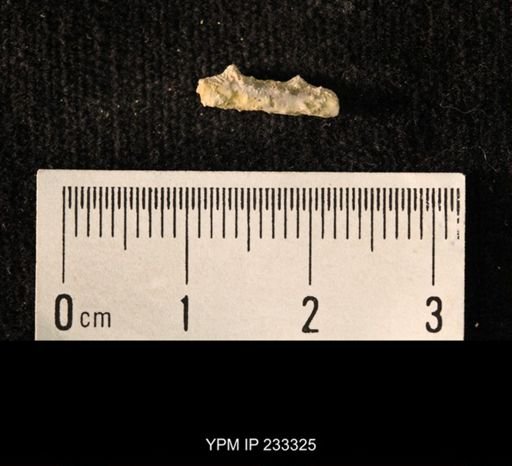 Archaeocidaris sp.