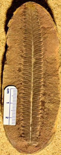 Pecopteris