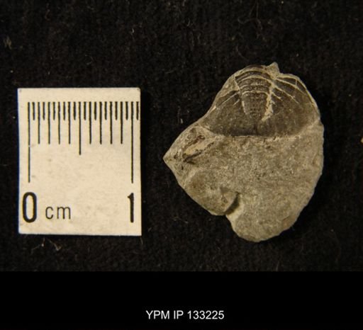 Phacops rana