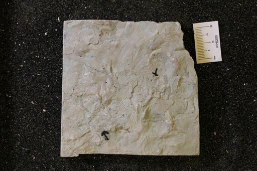 Dinotocrinus salteri