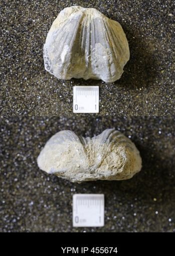 Platystrophia ponderosa