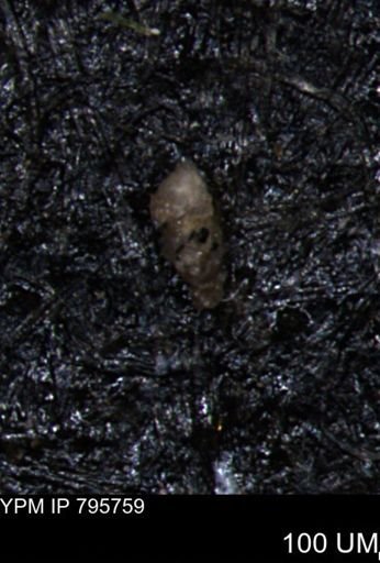 Verneuilina canadensis