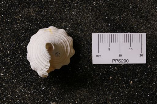 Fasciolaria scalarina