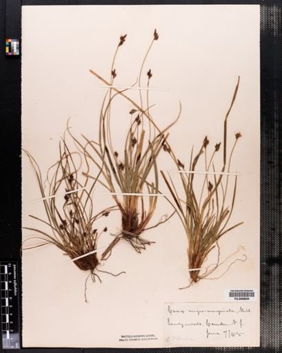 Carex nigromarginata