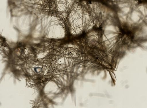 Halichondria