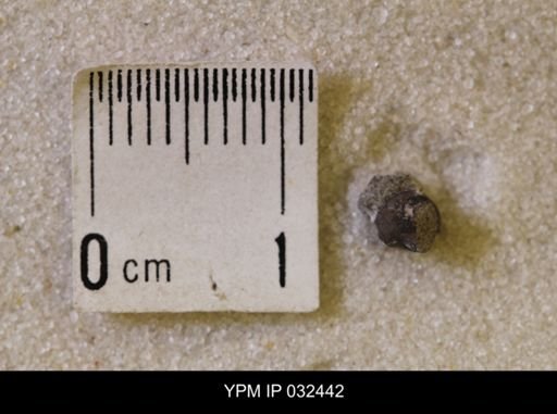 Hoploscaphites nicolletii
