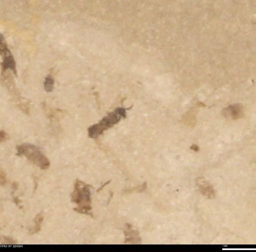 undet. Hymenoptera