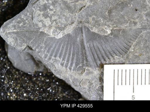 Mucrospirifer mucronatus