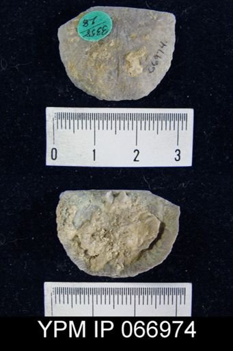 Strophonella reversa
