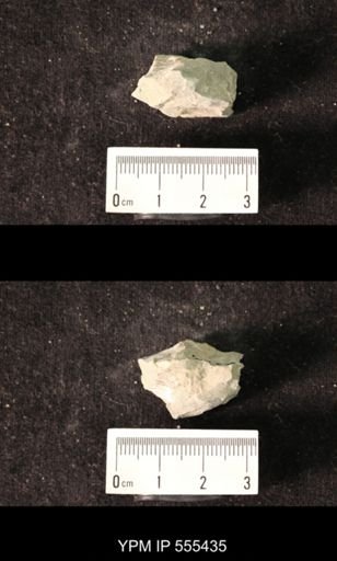 Spirifer cameratus