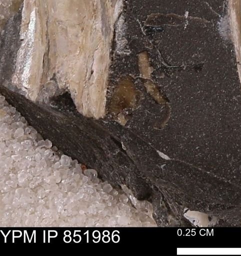 undet. Bivalvia
