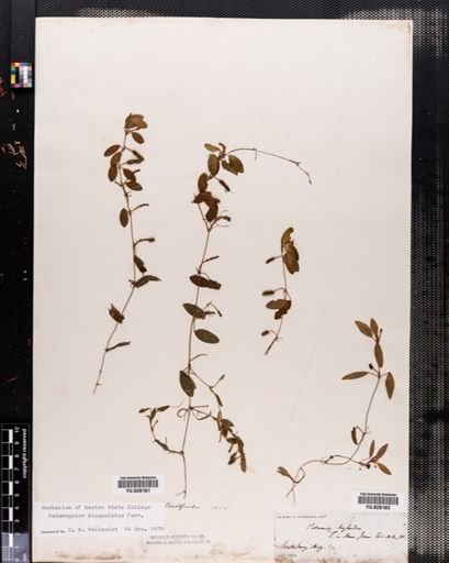 Potamogeton capillaceus