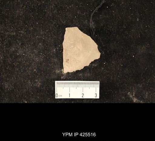undet. Hexapoda