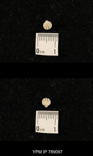 undet. Brachiopoda