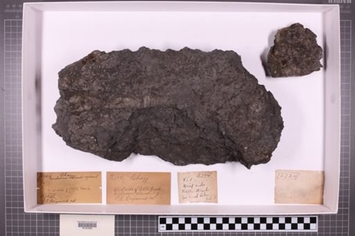 mixed taxa, stratigraphic collection