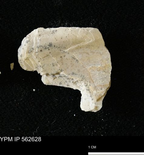Phelopteria sp.
