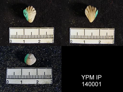 Eumetria (Hustedia) cf. grandicosta