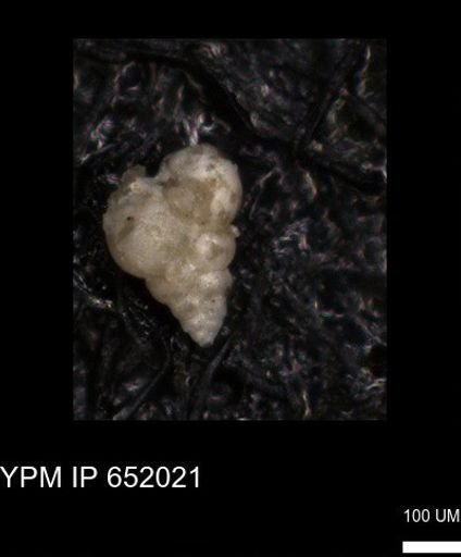 undet. Heterohelicidae