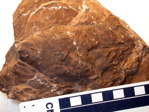 Angiospermopsida