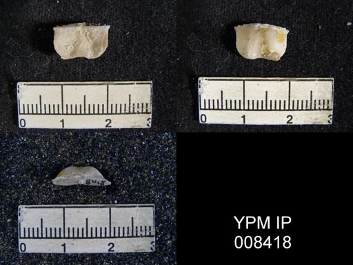 Lissochonetes geinitzianus
