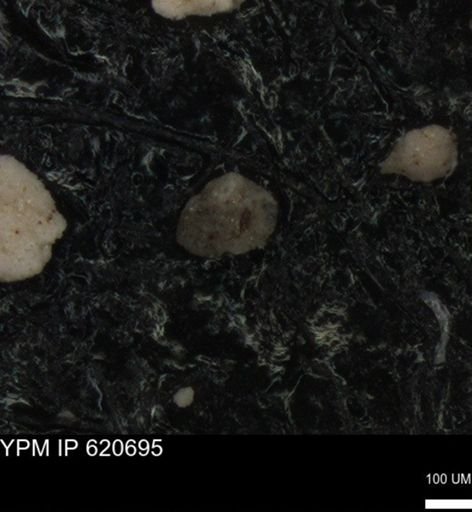 undet. Foraminiferida