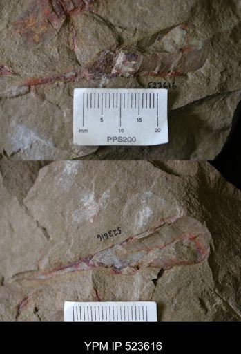 Nautiloidea?