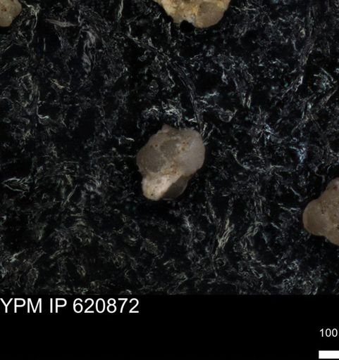 undet. Foraminiferida