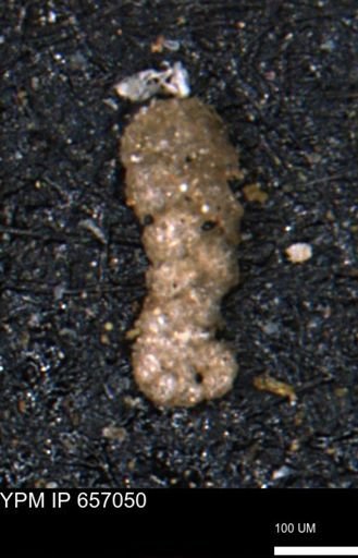 Ammobaculoides whitneyi