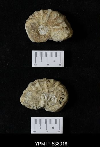 Stoliczkaia dispar