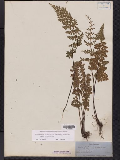 Eriosorus