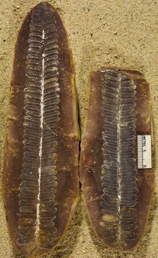 Pecopteris