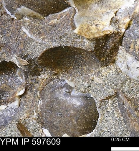 undet. Bivalvia
