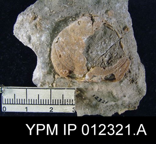Martinia rhomboidalis
