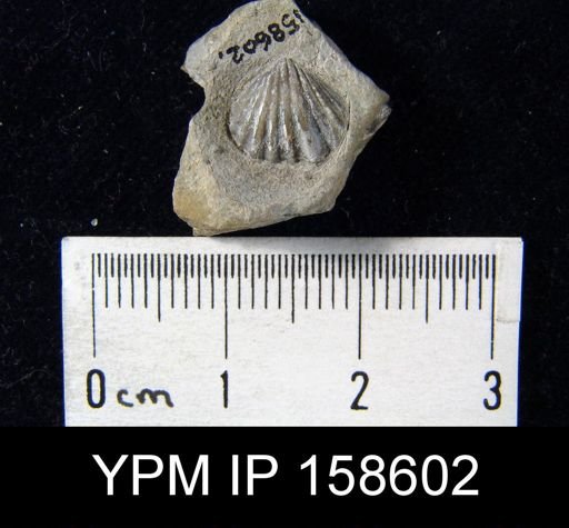 Camarotoechia pyrrha