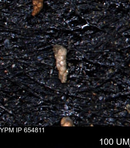 Verneuilinoides kansasensis