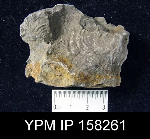 Brachiopod-Crinoid Assemblage