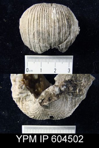 Dictyoclostus?