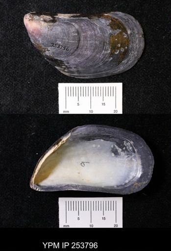 Mytilus edulis