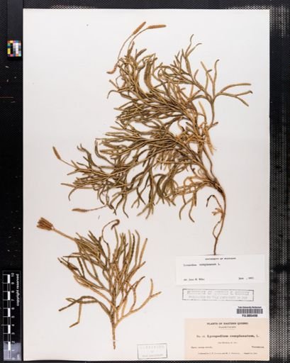 Lycopodium complanatum