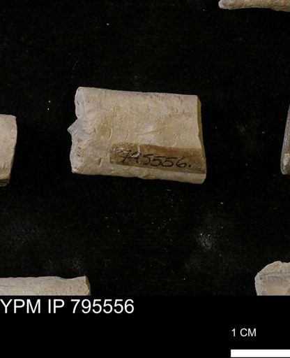 Baculites sp.