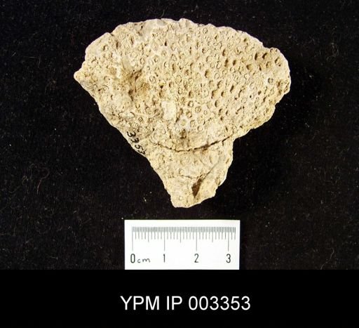 Tremadictyon reticulatum